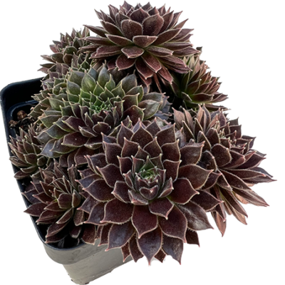 Sempervivum - PT