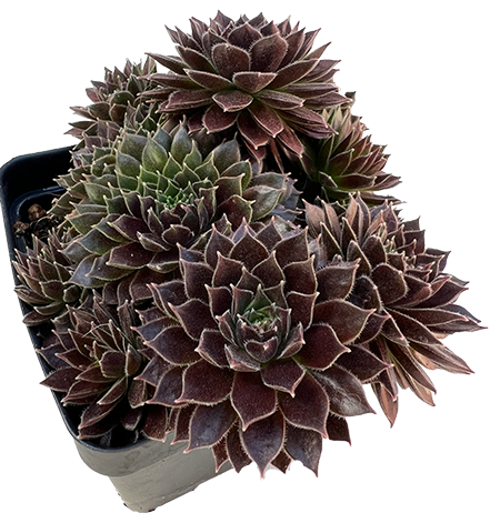 Sempervivum - PT